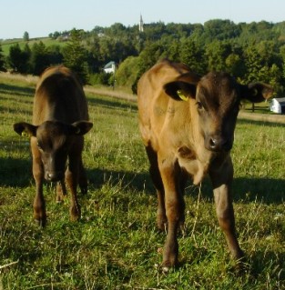 Ontario Wagyu